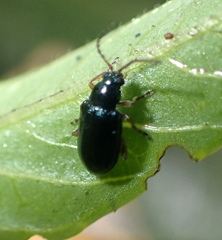 Lysathia ludoviciana