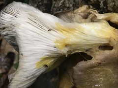 Physarum polycephalum