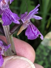 Dactylorhiza praetermissa junialis