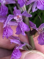 Dactylorhiza praetermissa junialis