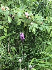 Dactylorhiza praetermissa junialis