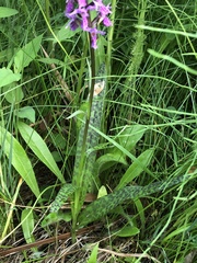 Dactylorhiza praetermissa junialis