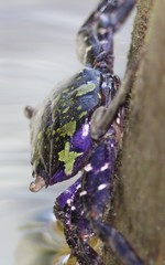 Metopograpsus frontalis