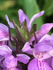 Dactylorhiza praetermissa junialis
