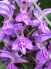 Dactylorhiza praetermissa junialis