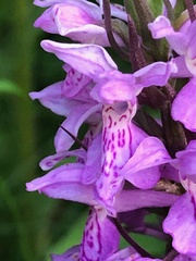 Dactylorhiza praetermissa junialis