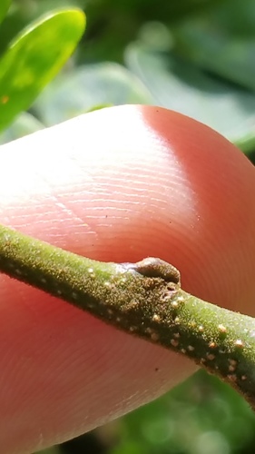 Albizia gummifera image