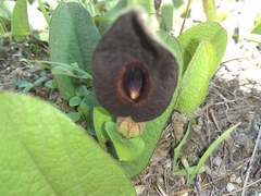 Aristolochia bracteosa