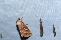 Fagitana littera