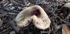 Fungi