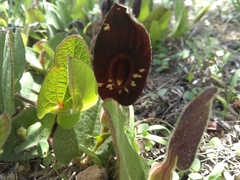 Aristolochia bracteosa