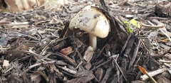 Fungi