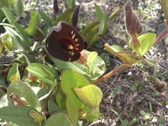 Aristolochia bracteosa