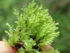 Bryum canariense