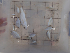 Leiostomus xanthurus