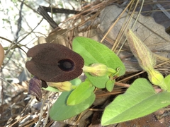Aristolochia bracteosa