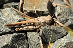 Pardalophora phoenicoptera