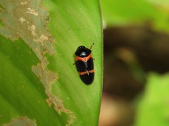 Cosmoscarta egens