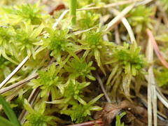 Sphagnum pacificum