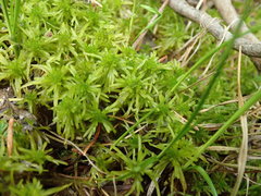 Sphagnum pacificum
