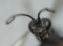 Auplopus mellipes variitarsus