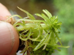 Sphagnum pacificum