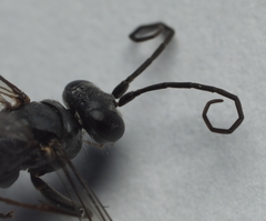 Auplopus mellipes variitarsus