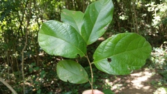 Menispermaceae