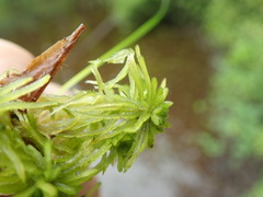 Sphagnum pacificum