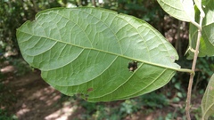 Menispermaceae