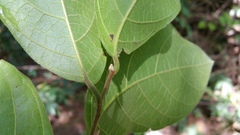 Menispermaceae