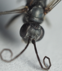 Auplopus mellipes variitarsus