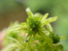 Sphagnum pacificum