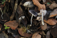 Entoloma