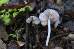 Entoloma