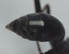 Auplopus mellipes variitarsus