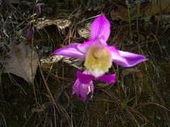 Bletia macristhmochila