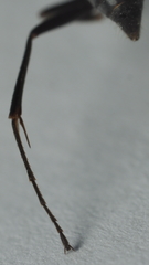 Auplopus mellipes variitarsus