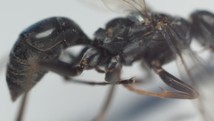 Auplopus mellipes variitarsus