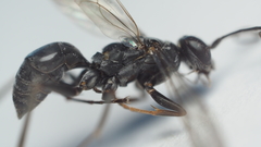 Auplopus mellipes variitarsus