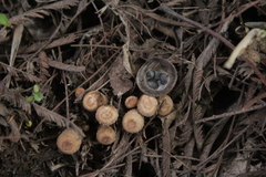 Cyathus olla
