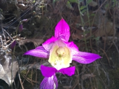 Bletia macristhmochila