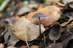 Entoloma