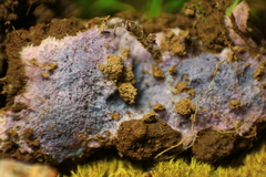 Punctularia atropurpurascens