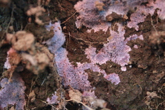 Punctularia atropurpurascens