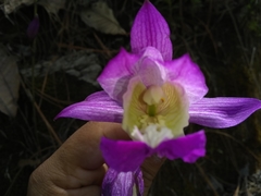 Bletia macristhmochila