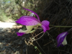 Bletia macristhmochila