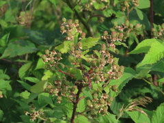 Rubus ablatus
