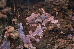 Punctularia atropurpurascens