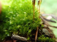 Tetraplodon mnioides